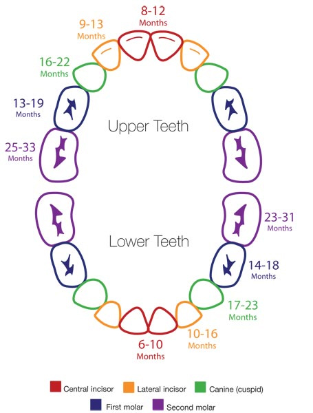 Teething-Chart-Rainbow